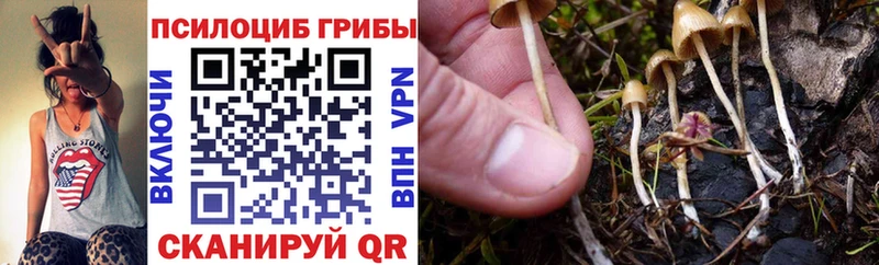 Купить где  Жиздра  Псилоцибиновые грибы Psilocybine cubensis 